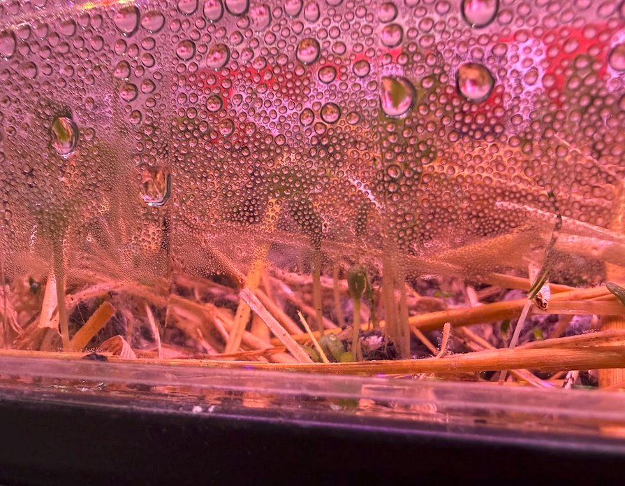 Clear dome lid beaded with condensation over peat pods under pink LED grow light — sealed for indoor germination