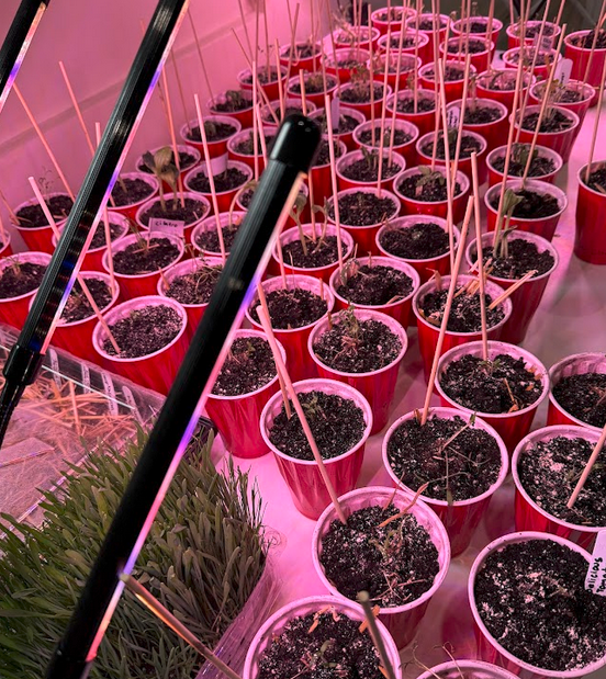 Solo cups of seedlings at 3–4 inches tall under an indoor pink LED grow light — ready for outdoor hardening