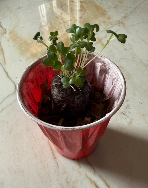 Peat pod transplanted into a solo cup on hay base, packed with organic soil — mist once, no watering for one week