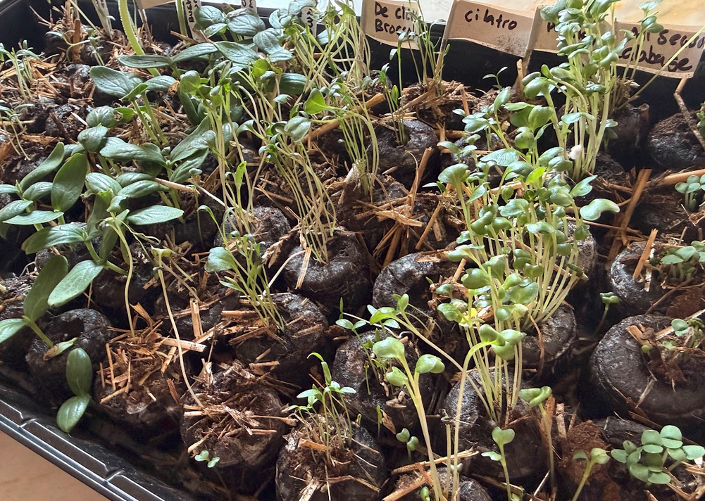 Freshly sprouted cilantro and basil seedlings in labeled peat pods — day 5–10 of indoor seeding