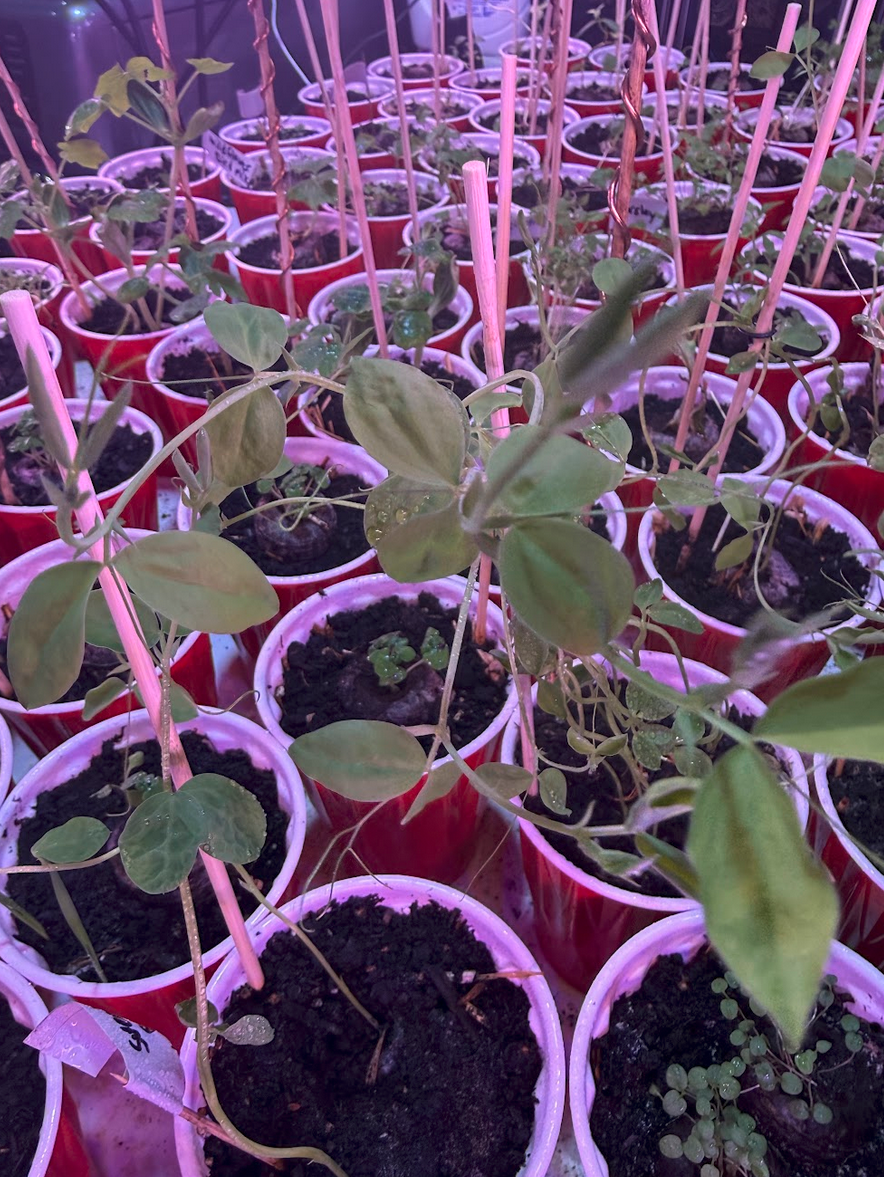 Seedlings at later stage under grow light with copper wire stakes — canopy filling out, approaching hardening-off readiness