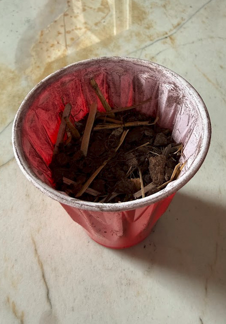 Solo cup with hand-mixed hay-straw and peat base layer, packed and ready for a sprouted peat pod